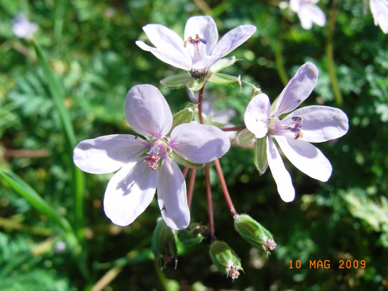 Erodium cicutarium